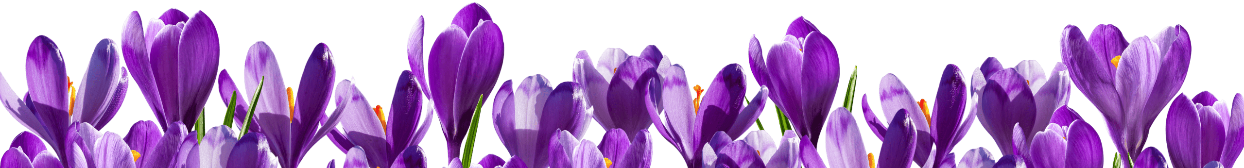 flowers-banner